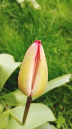 Close-up of red flower bud
