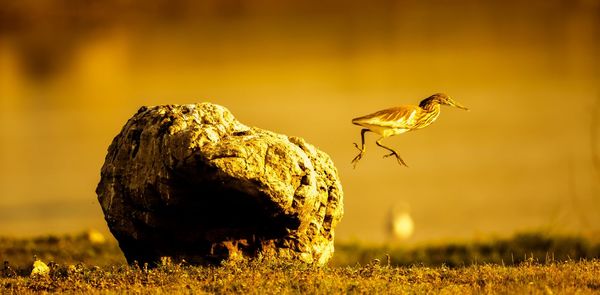 Close-up of a bird on a land