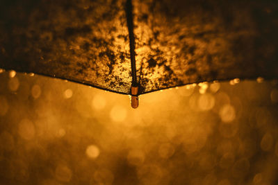 Close-up of umbrella during rainy season