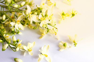 Close-up of white flowers