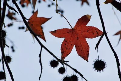 Close-up of red maple leaves against sky