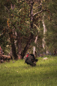 Wild turkeys on green grass field in autumn season in forest. 