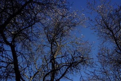 Low angle view of bare trees against clear blue sky