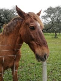 Horse standing in ranch