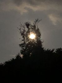 Low angle view of silhouette tree against sky at night