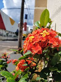 Close-up of red flowering plant