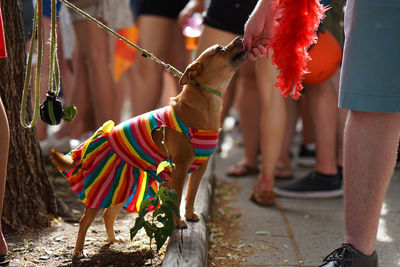 Low section of people standing by multi colored umbrella