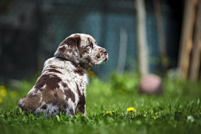 Close-up of a dog looking away