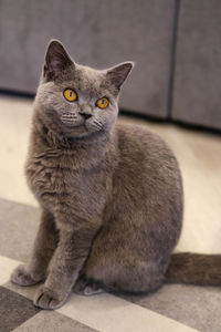 Close-up portrait of cat sitting