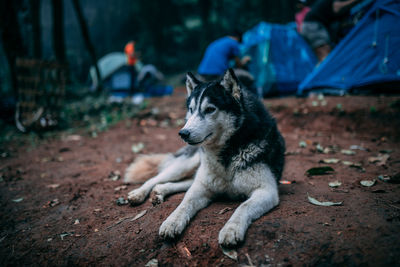 Dog sitting on land