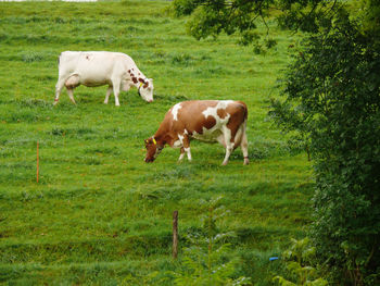 Horses in a field