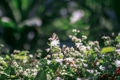 Close-up of insect on plant