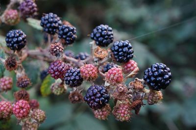Close-up of blackberries growing on branch