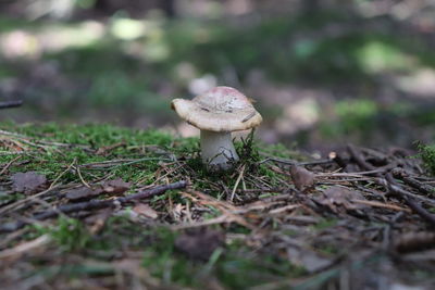 Close-up of mushroom growing outdoors