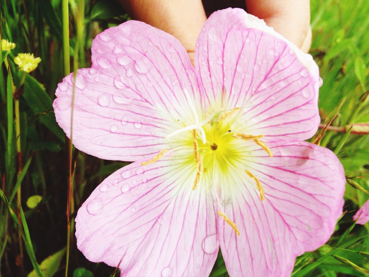 flower, petal, fragility, freshness, pink color, flower head, beauty in nature, single flower, growth, close-up, nature, focus on foreground, blooming, plant, outdoors, pink, pollen, person