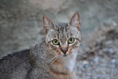 Close-up portrait of cat