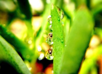 Close-up of insect on plant