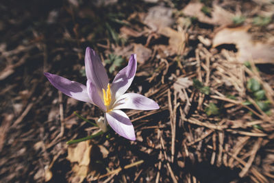 Close-up of purple crocus blooming outdoors