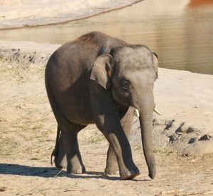 View of elephant in zoo