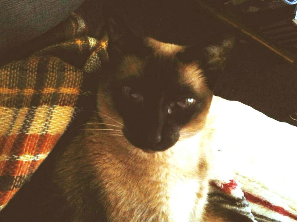 Siamese cat sitting on bed