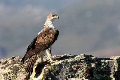 Bird perching on rock