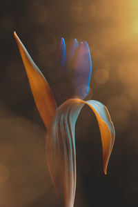 Abstract close-up of tulip against blurred background