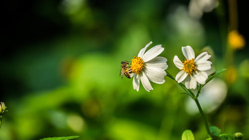 Close-up of bee pollinating on flower