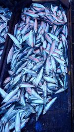 High angle view of fish for sale in market