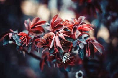 Close-up of red flowers