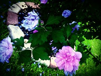 Close-up of purple flowers blooming outdoors