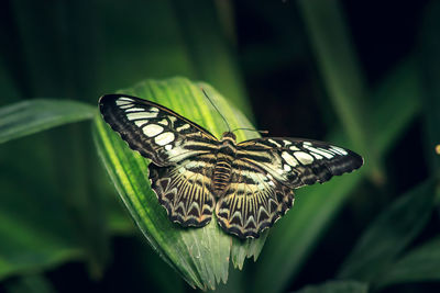 Close-up of butterfly on leaf