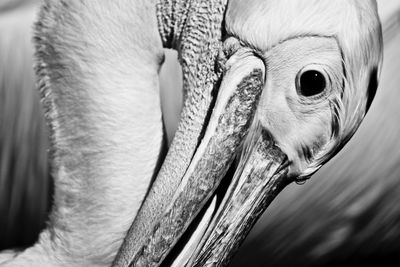 Close-up of bird