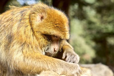 Ifrane national parc. berber macaco is a monkey endemic to middle atlas mountains.