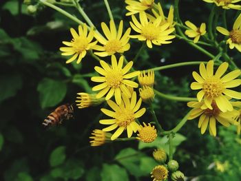 Close-up of yellow flowering plant