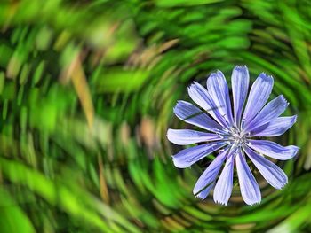 Close-up of purple flowers blooming