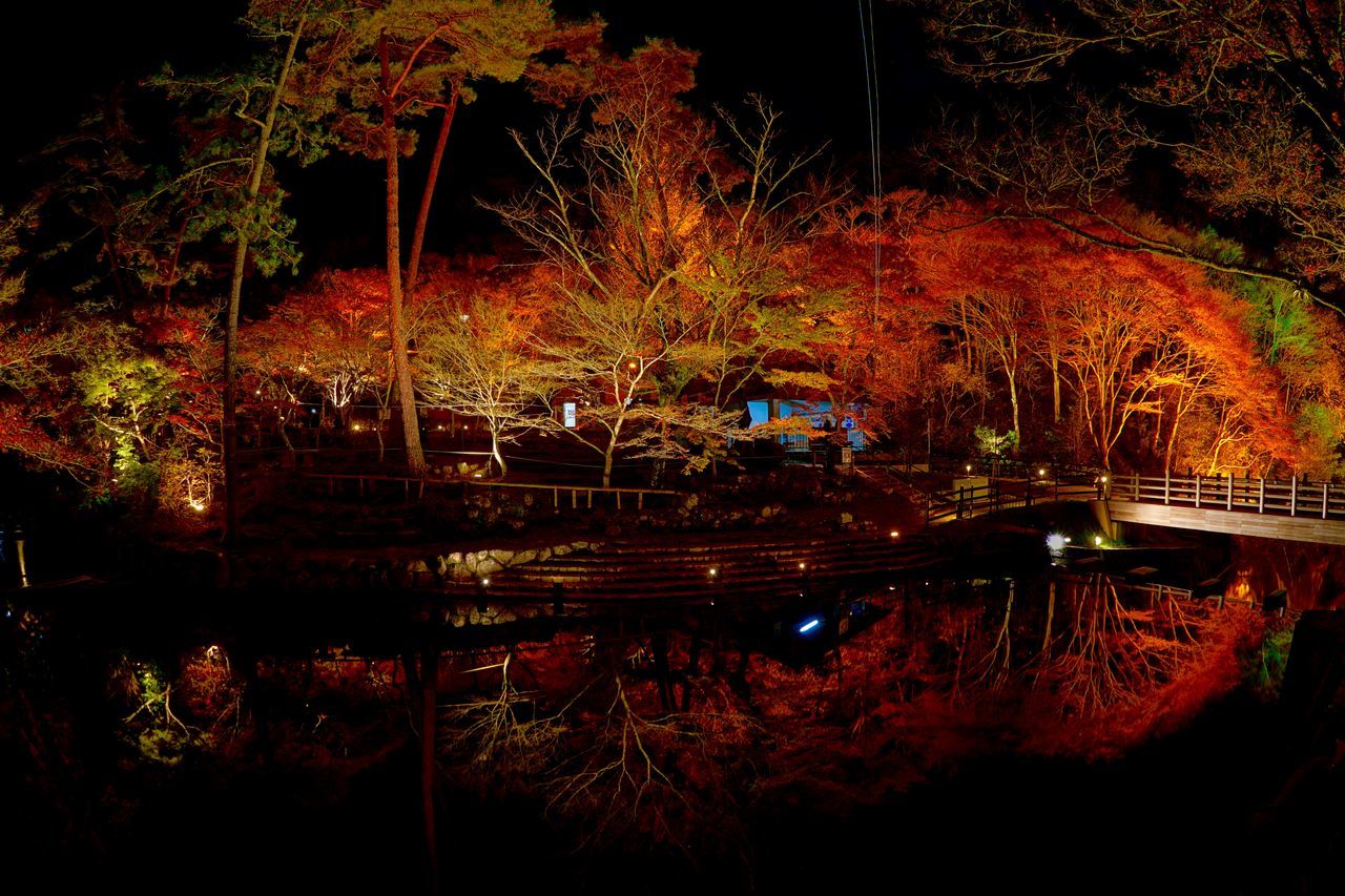 tree, night, illuminated, reflection, water, growth, plant, tranquility, nature, lake, outdoors, pond, no people, park - man made space, branch, beauty in nature, tranquil scene, built structure, railing, river