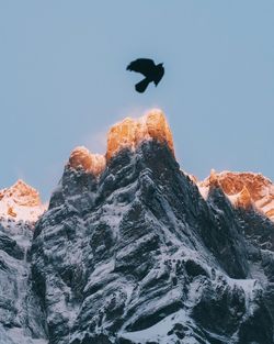 Low angle view of eagle flying against clear sky