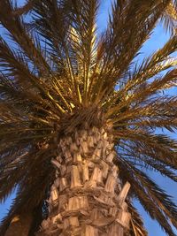 Low angle view of palm tree against sky
