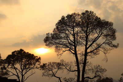 Low angle view of silhouette tree against sky during sunset