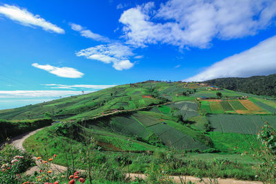 Scenic view of agricultural field against sky