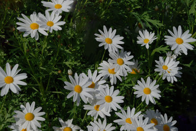 High angle view of white daisy flowers