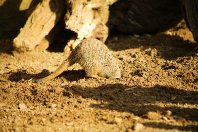 Close-up of lizard on sand