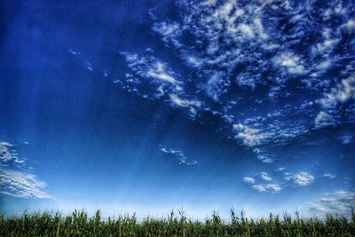 Low angle view of trees against sky at night