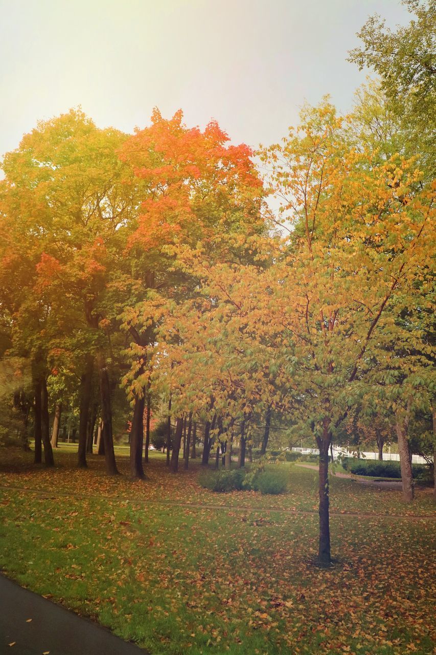 TREES GROWING IN PARK DURING AUTUMN