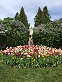 Pink flowering plants in garden