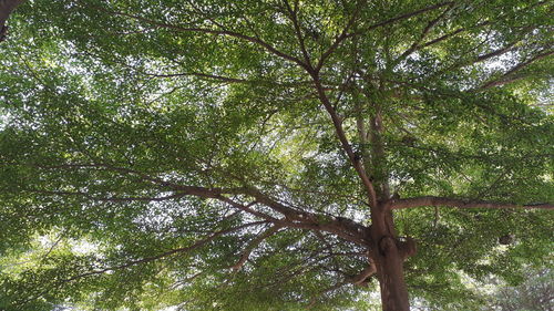 Low angle view of trees against sky