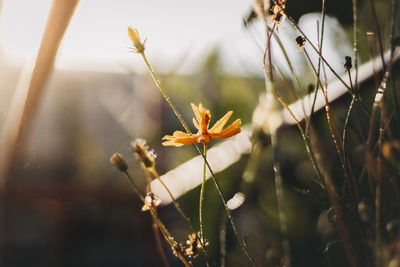 Close-up of butterfly on flower