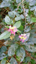 Close-up of flowers blooming outdoors