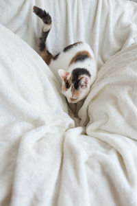 High angle view of cat sleeping on bed