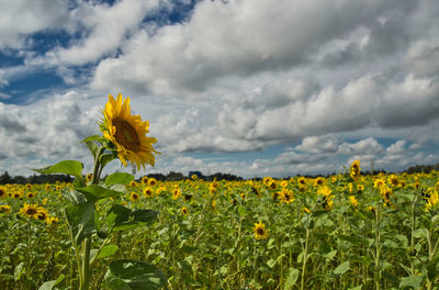 Scenic view of sunflower field against sky